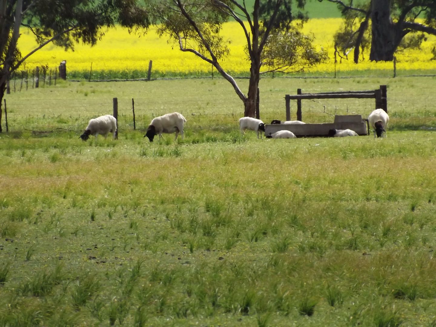 Lot 107 Laura-Beetaloo Road, Laura SA 5480, Image 1