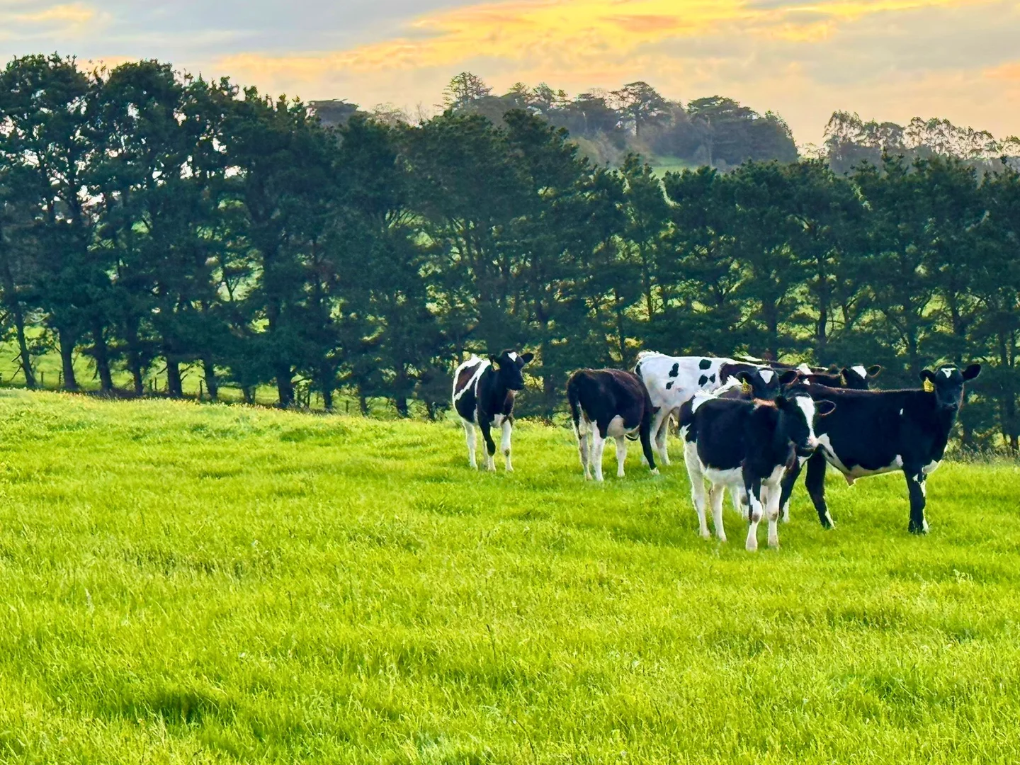 Additional image 6 of . Naroghid Road, Camperdown VIC 3260