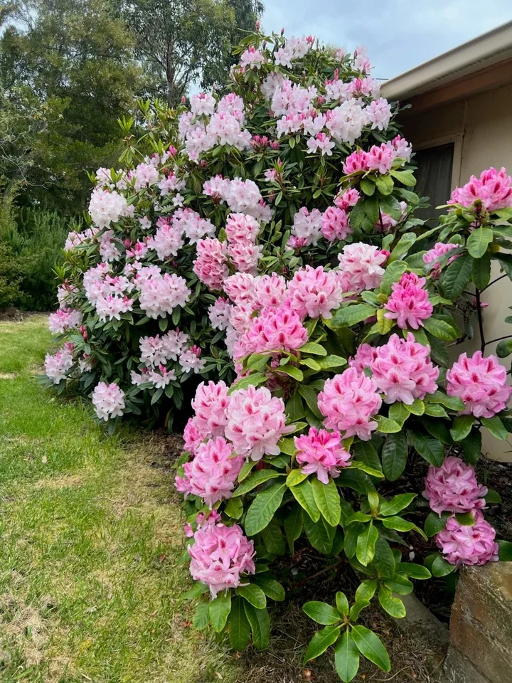 Image 37