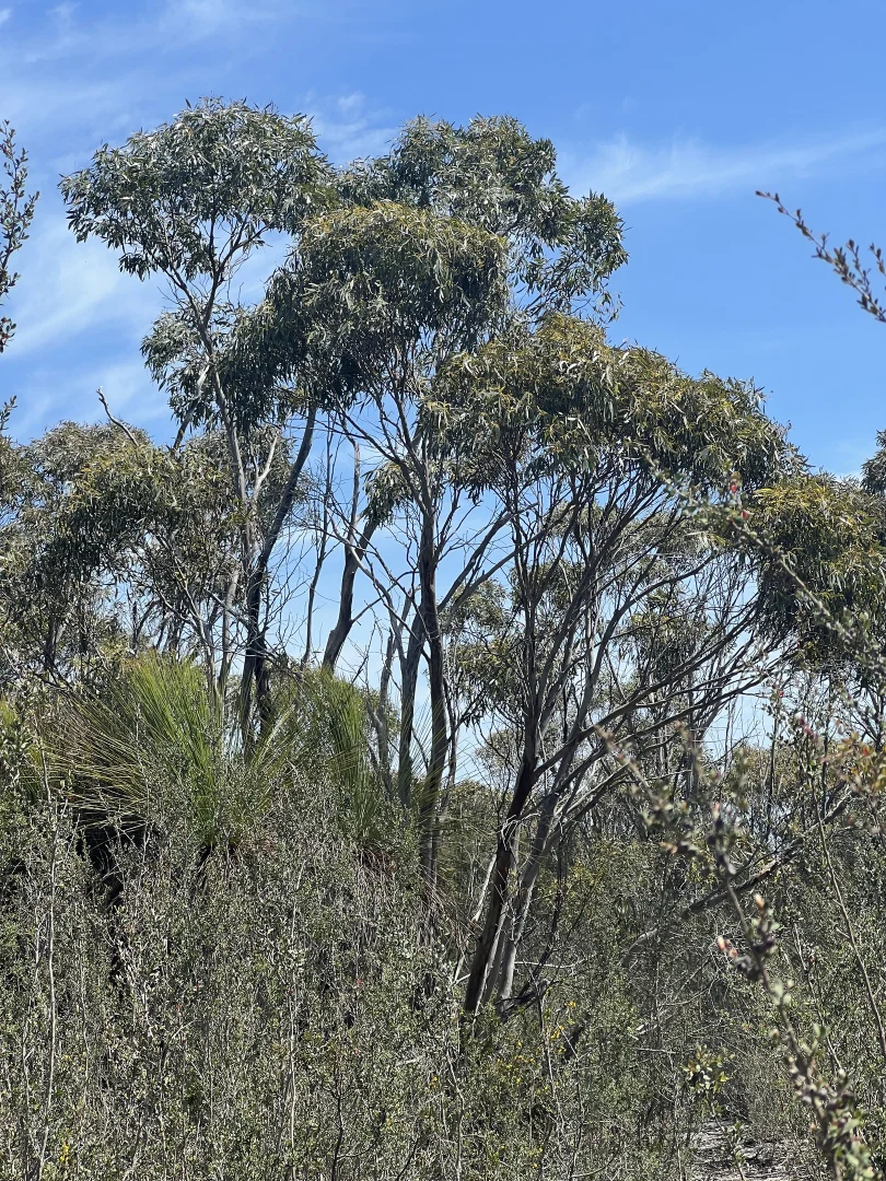 Image 16
