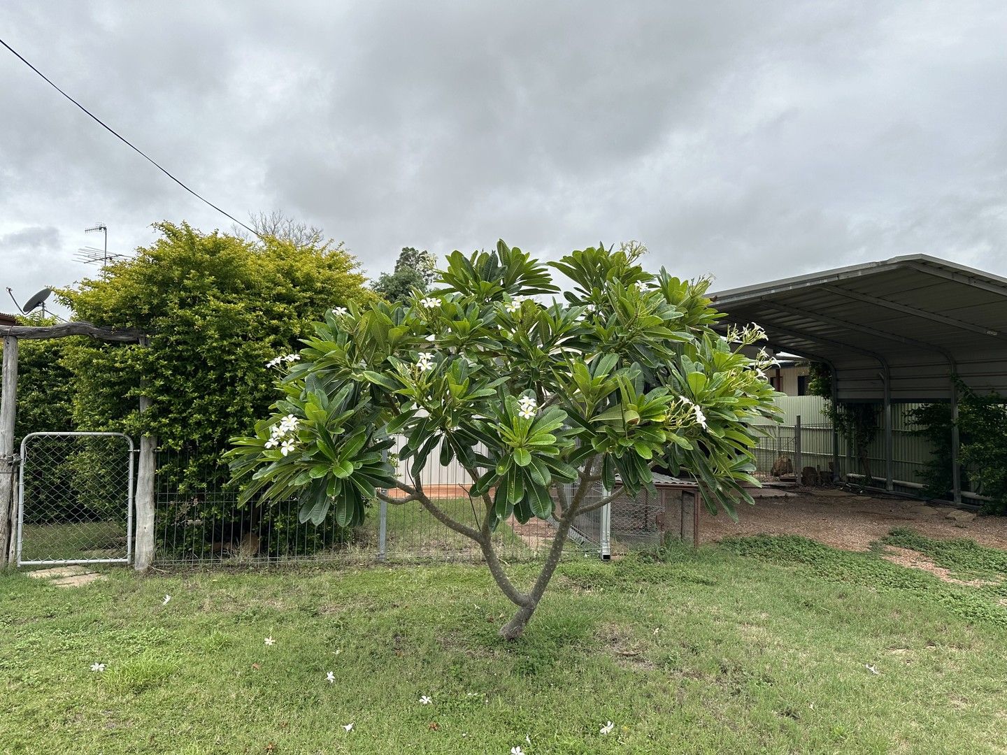 118 Galah Street, Longreach QLD 4730 House For Rent 350 Domain