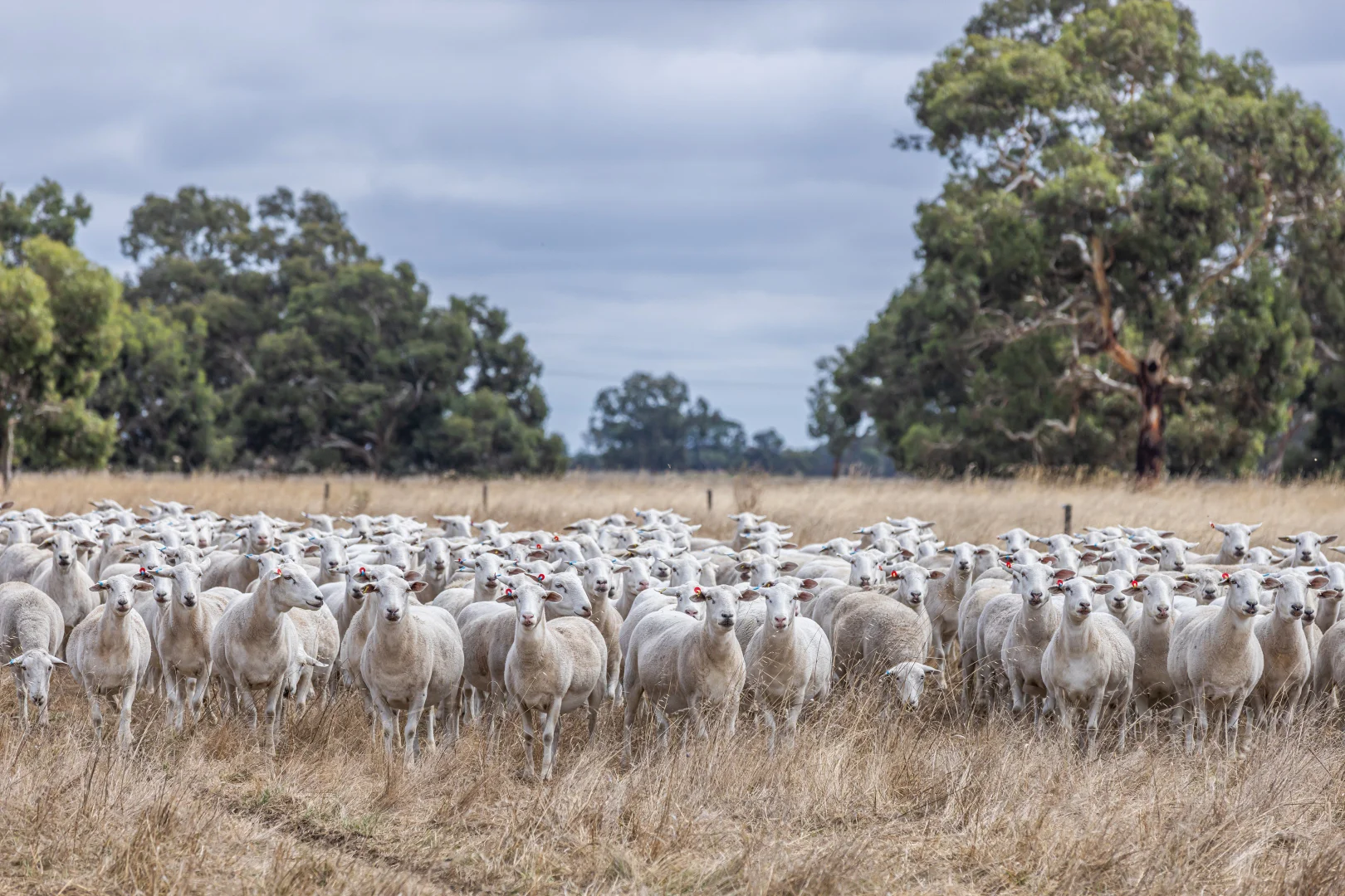 Additional image 2 of 3258 Riddoch Highway, Willalooka SA 5267