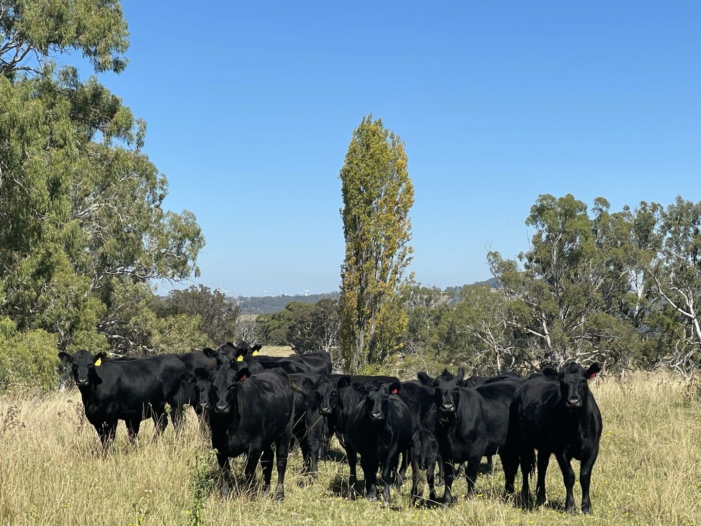 3 bedrooms Farm in 311 Pitlochry road MATHESON NSW, 2370