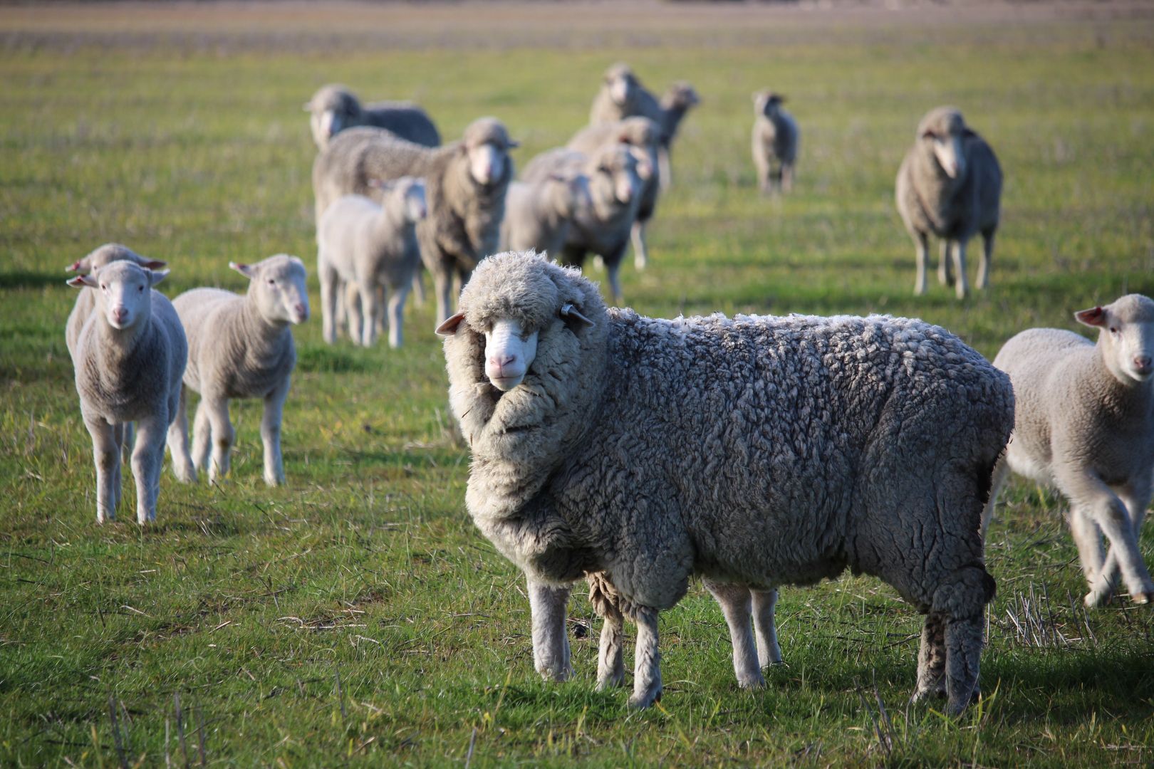 546 Kirra Road, Pinnaroo SA 5304 Specialist Farm for Sale Domain