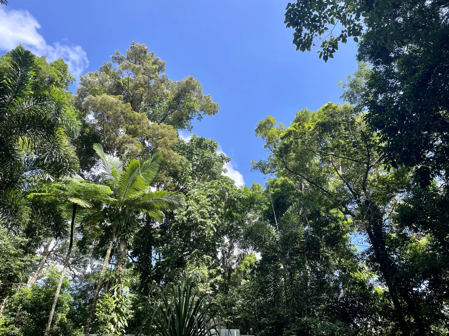 Additional image 11 of Lot 460 Black Bean Road, Daintree QLD 4873