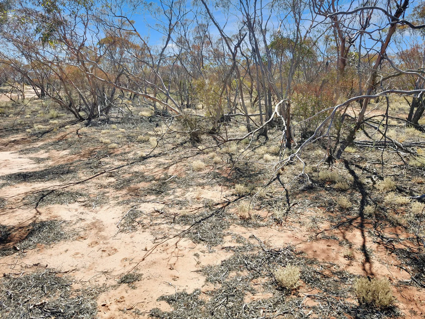 Additional image 6 of Lot 15 Murbko Road, Cadell SA 5321