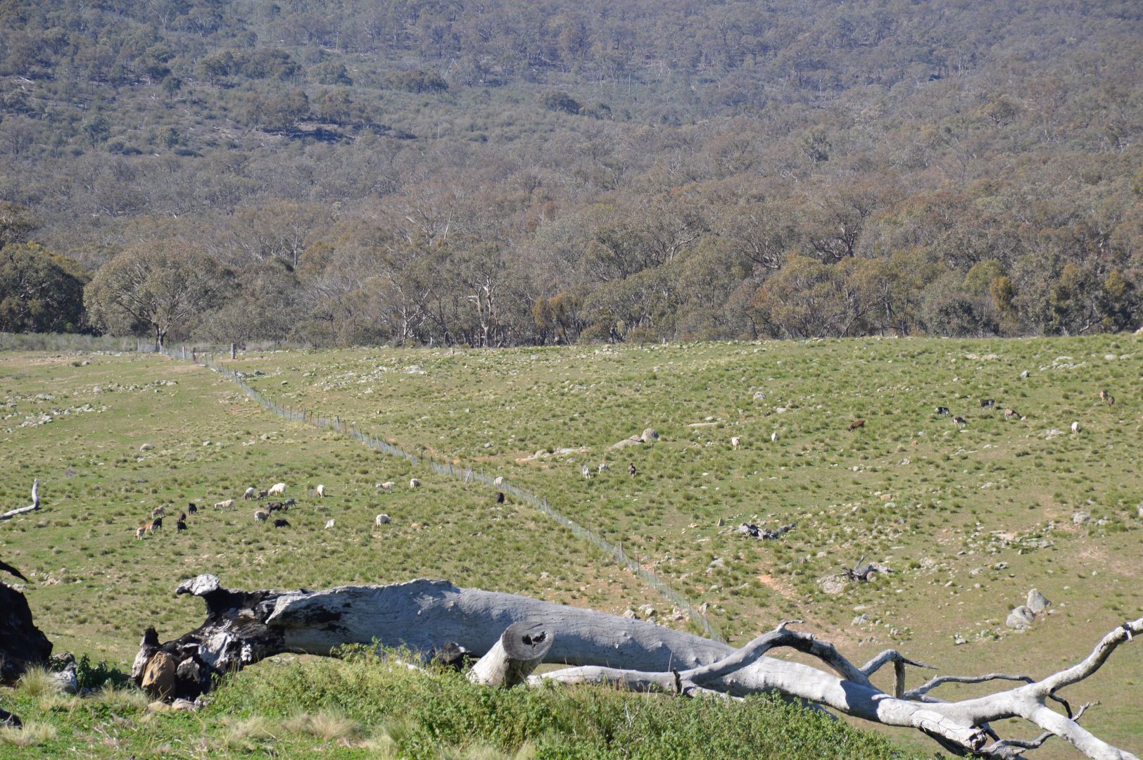 Lot 166 Part 'Posey Hill', Posey Hill Road, Mudgee NSW 2850, Image 2