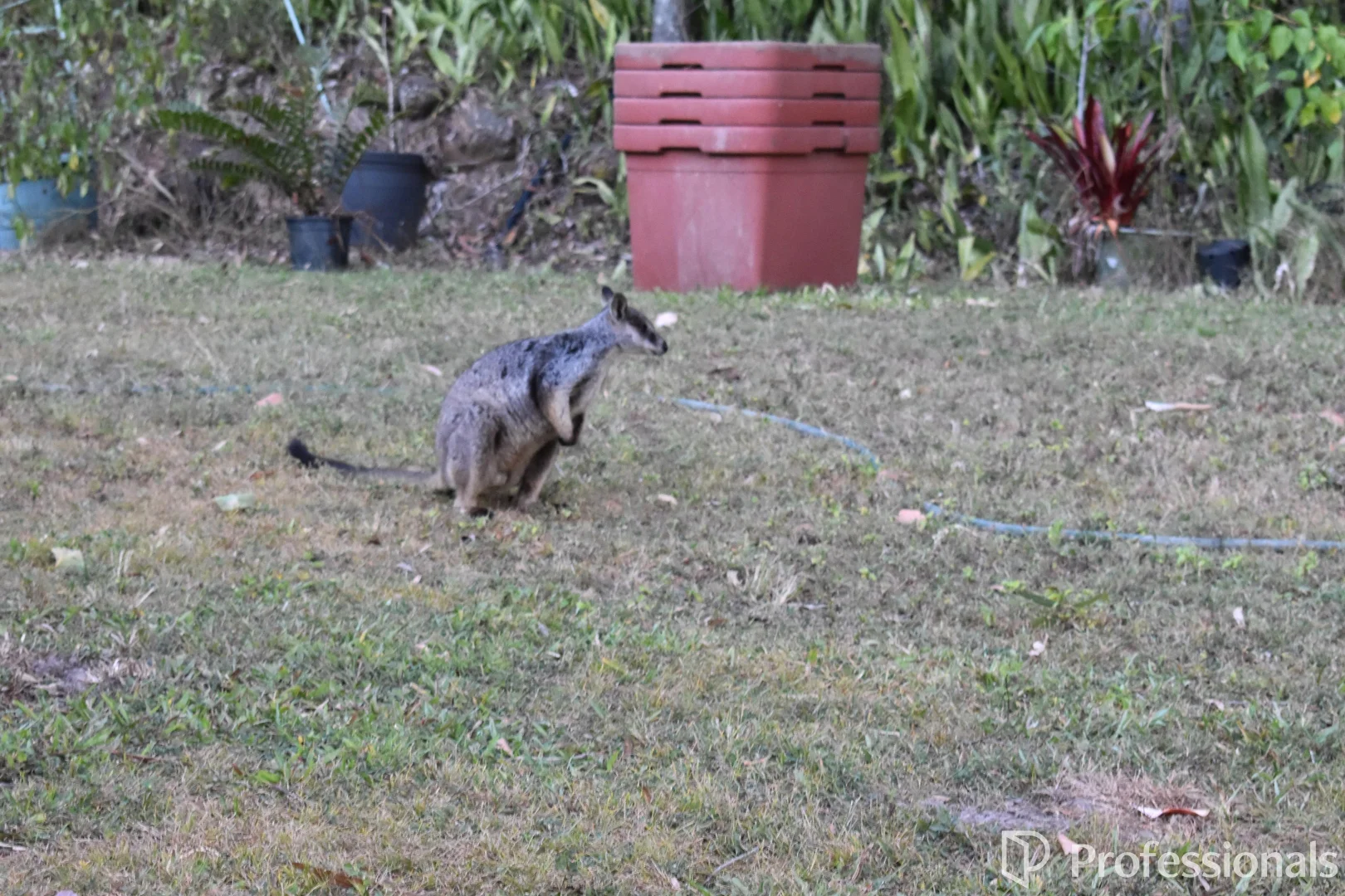 Image 33