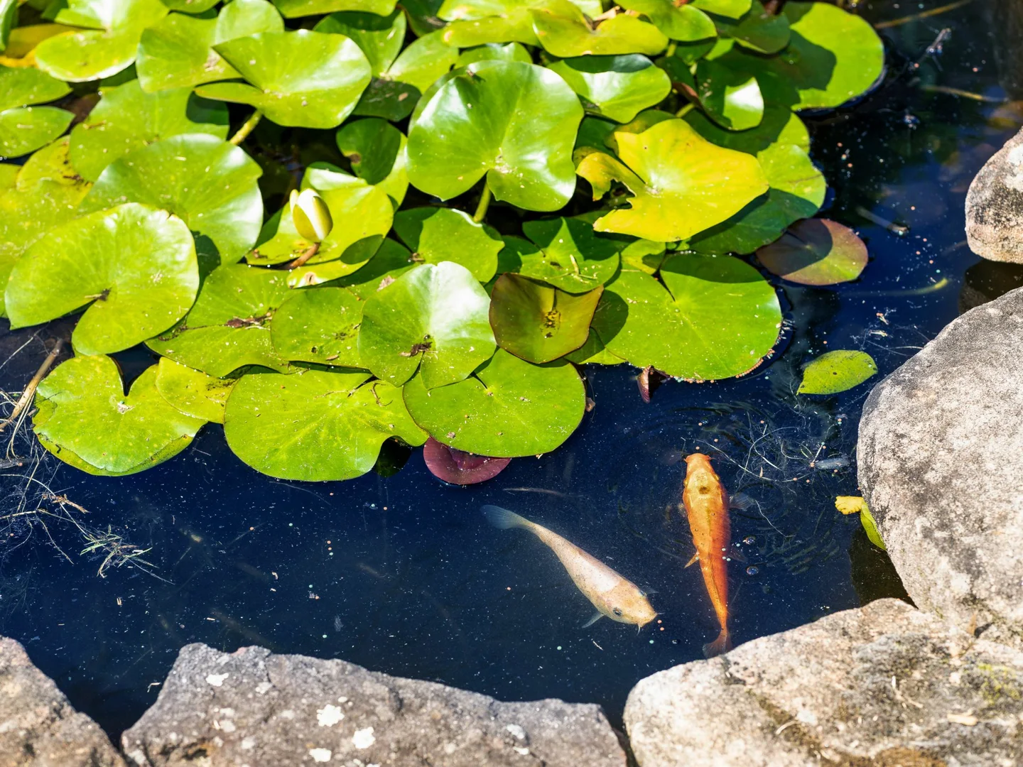 Additional image 11 of 9 Lister Avenue, Rockdale NSW 2216