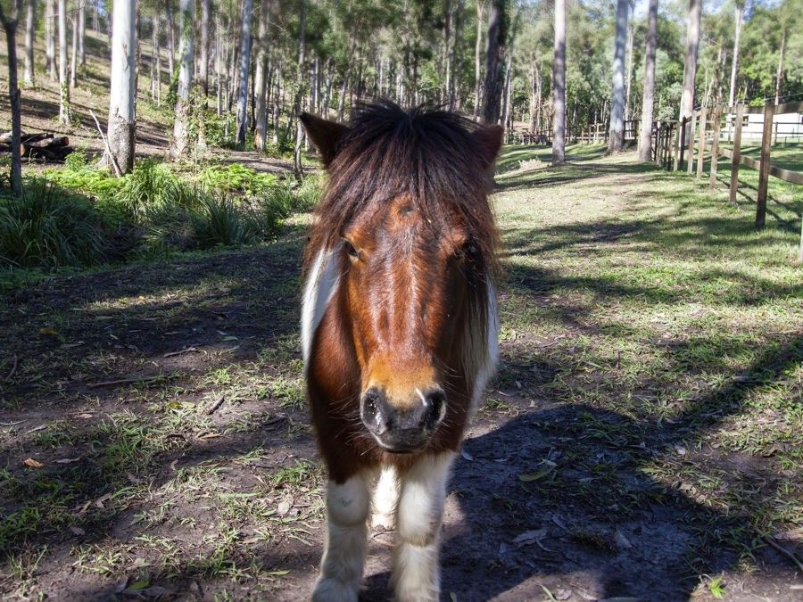 17 Whittings Road, Guanaba QLD 4210, Image 2