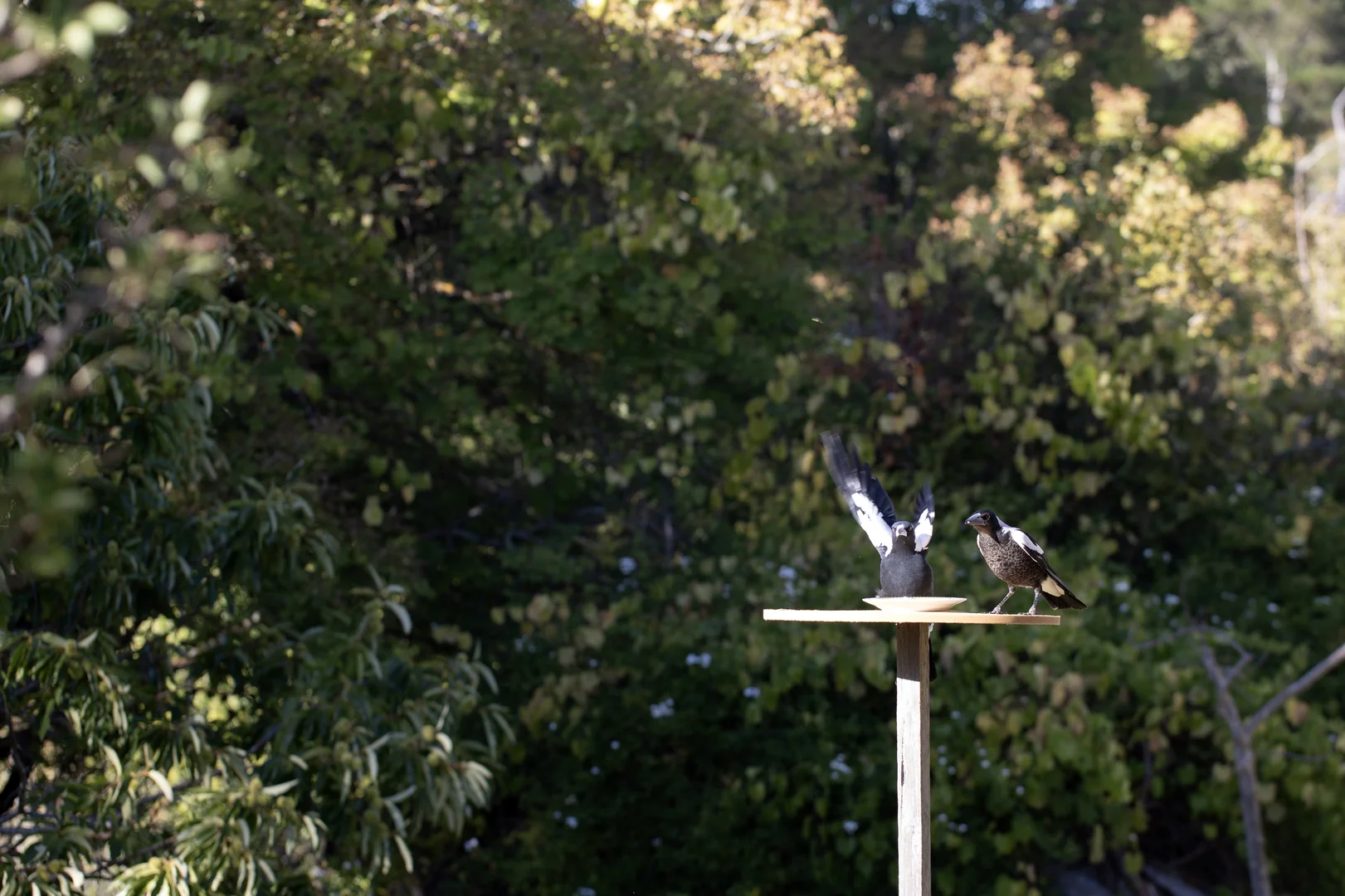 Additional image 7 of 261 Range Road, Basket Range SA 5138