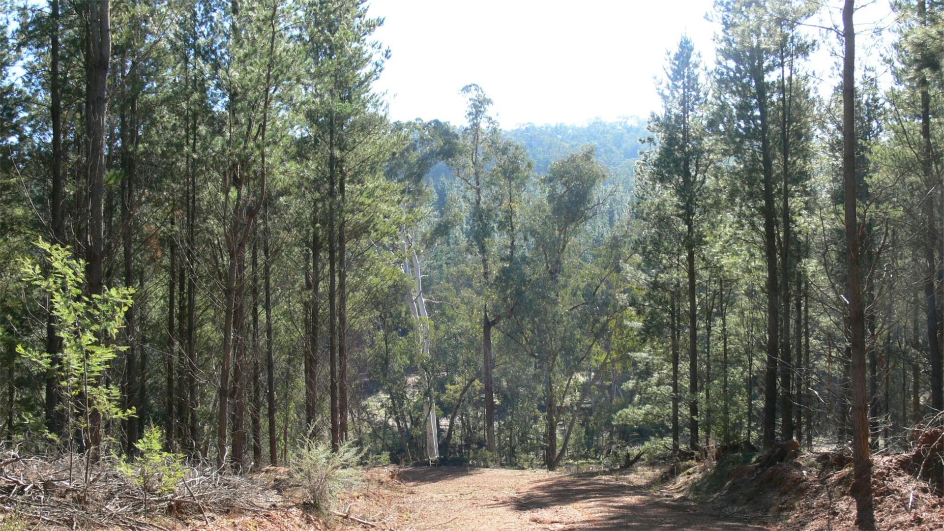 Lot 1 & 2 Jingellic Road, Lankeys Creek NSW 2644, Image 1