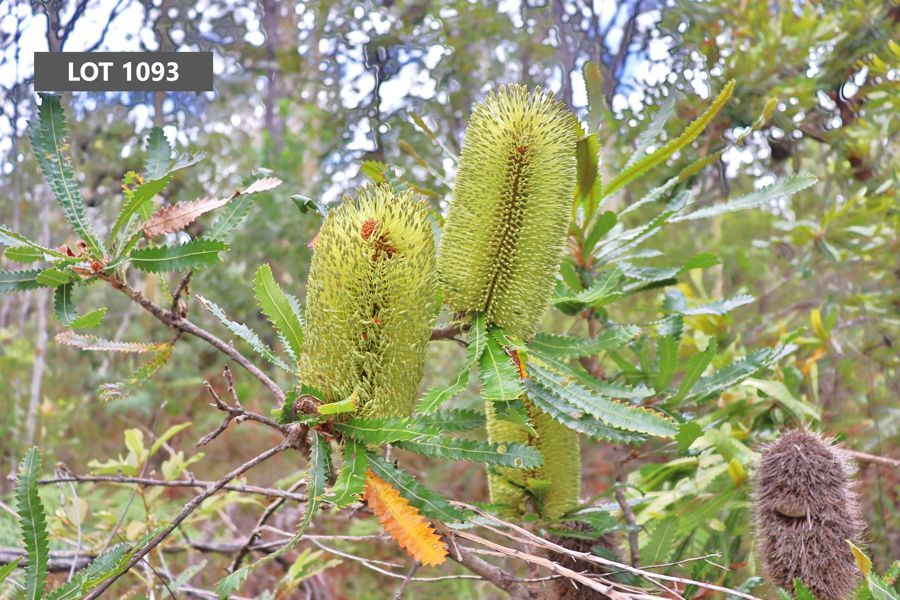 90 Bostock Road, Tucabia NSW 2462 Vacant Land for Sale Domain