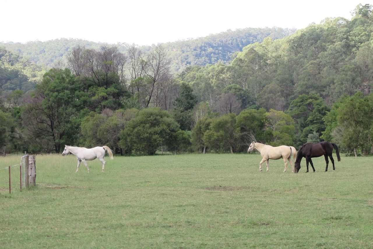 1270 Wollombi Rd, Fernances NSW 2775, Image 2