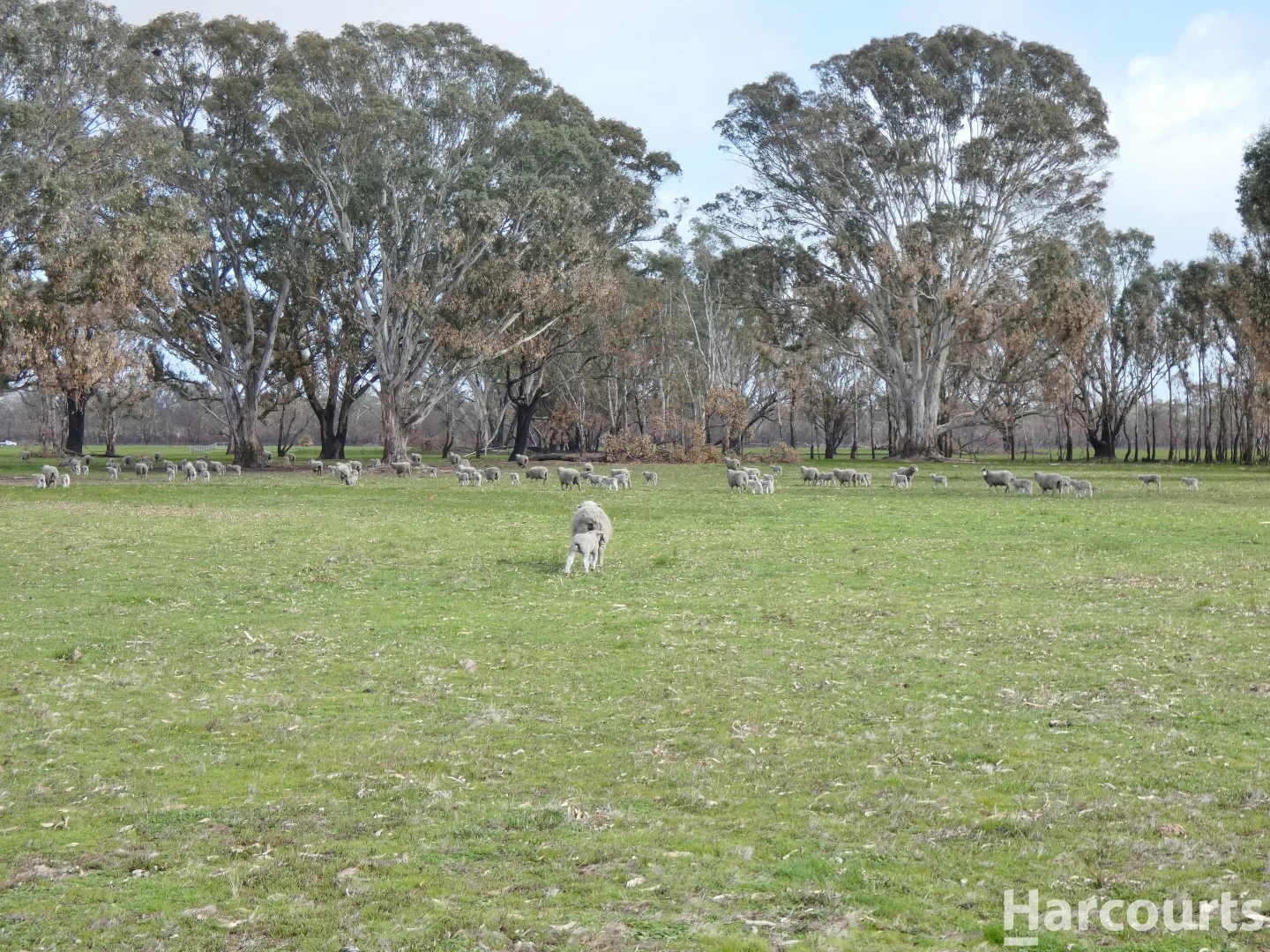 Image 13