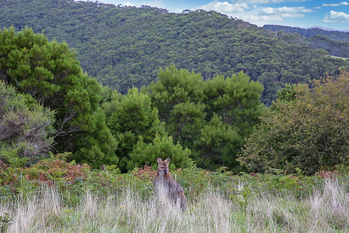 Additional image 14 of 110 Staffords Road, Johanna VIC 3238