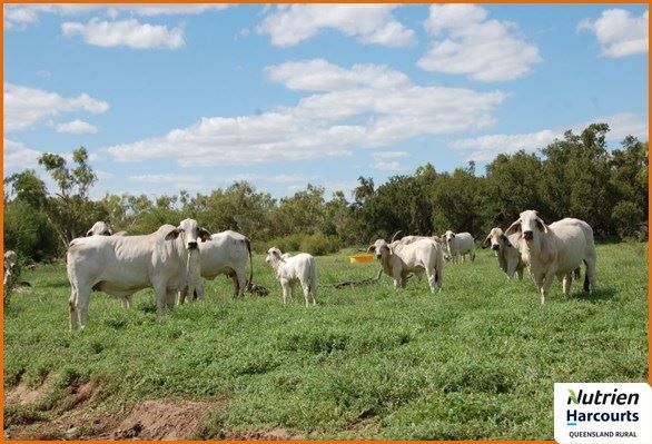 Mckinlay QLD 4823, Image 1