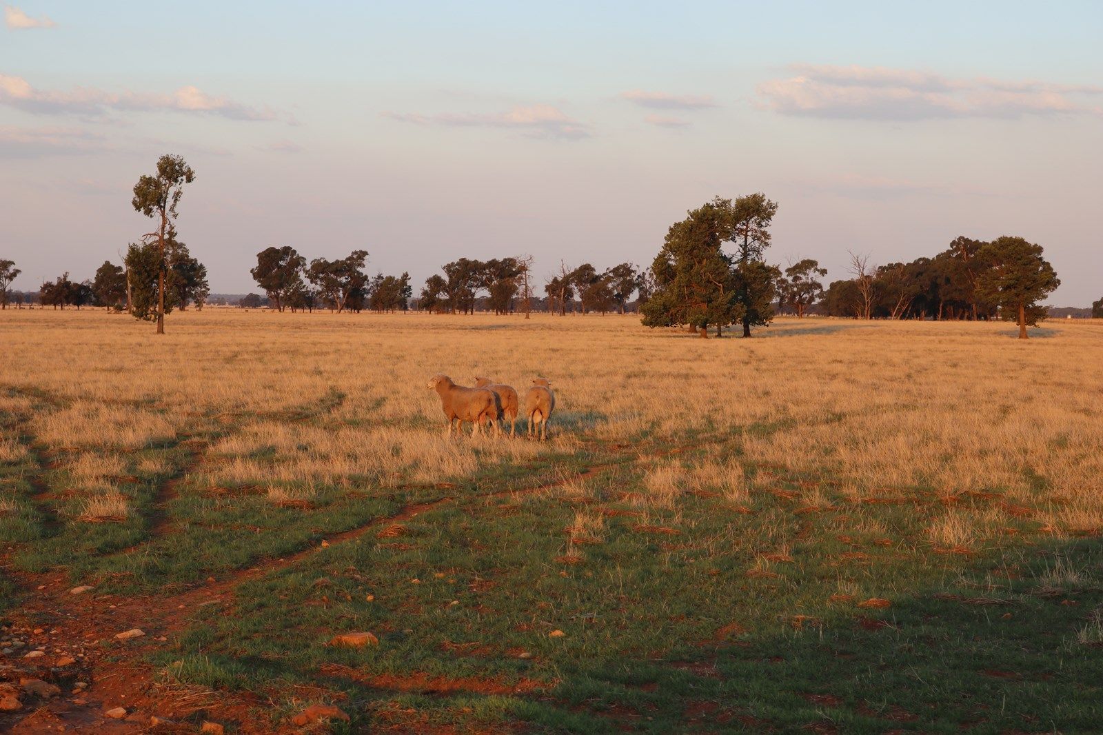 Mid Western Highway, West Wyalong NSW 2671, Image 1