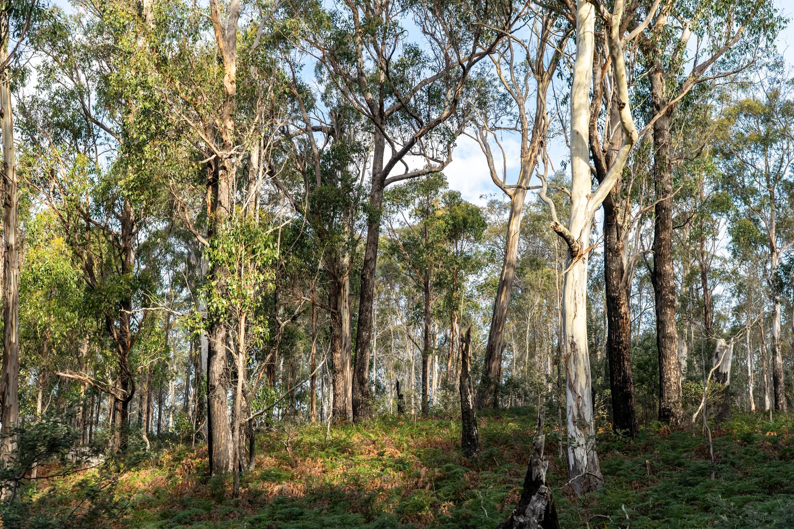 Image 11