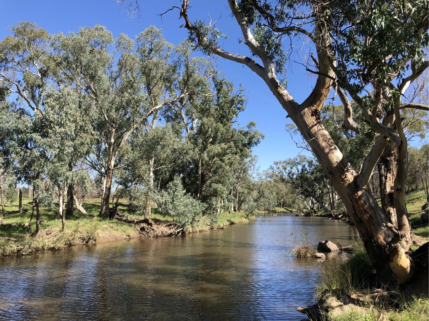 4899 Obley Road, YEOVAL NSW 2868 House for Sale Domain