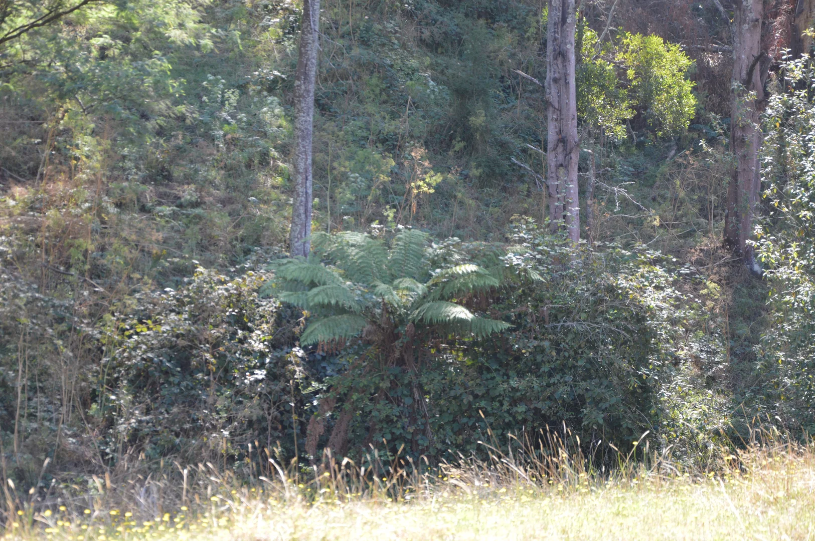 Additional image 19 of 790 Soldiers Road, Poowong VIC 3988