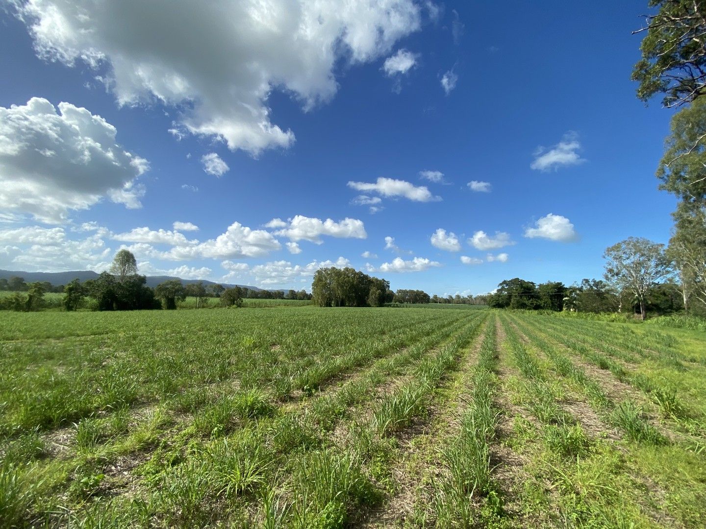 Koumala QLD 4738, Image 0