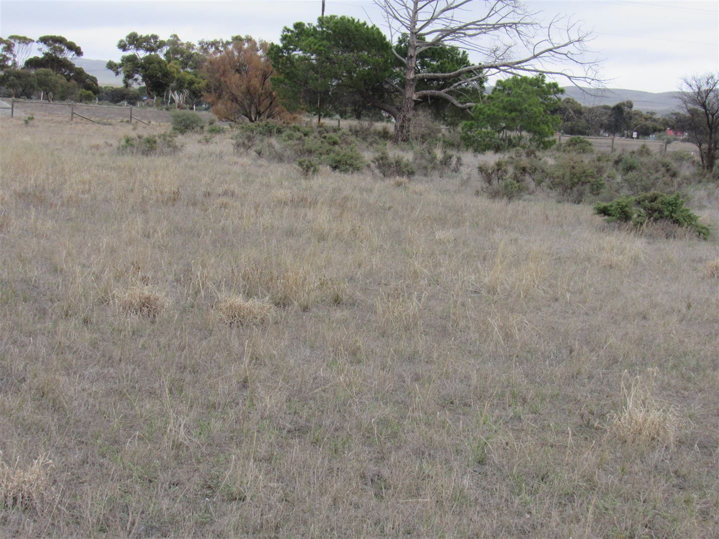 Lots 19 & 20 Jervoise Street, Orroroo SA 5431 Domain