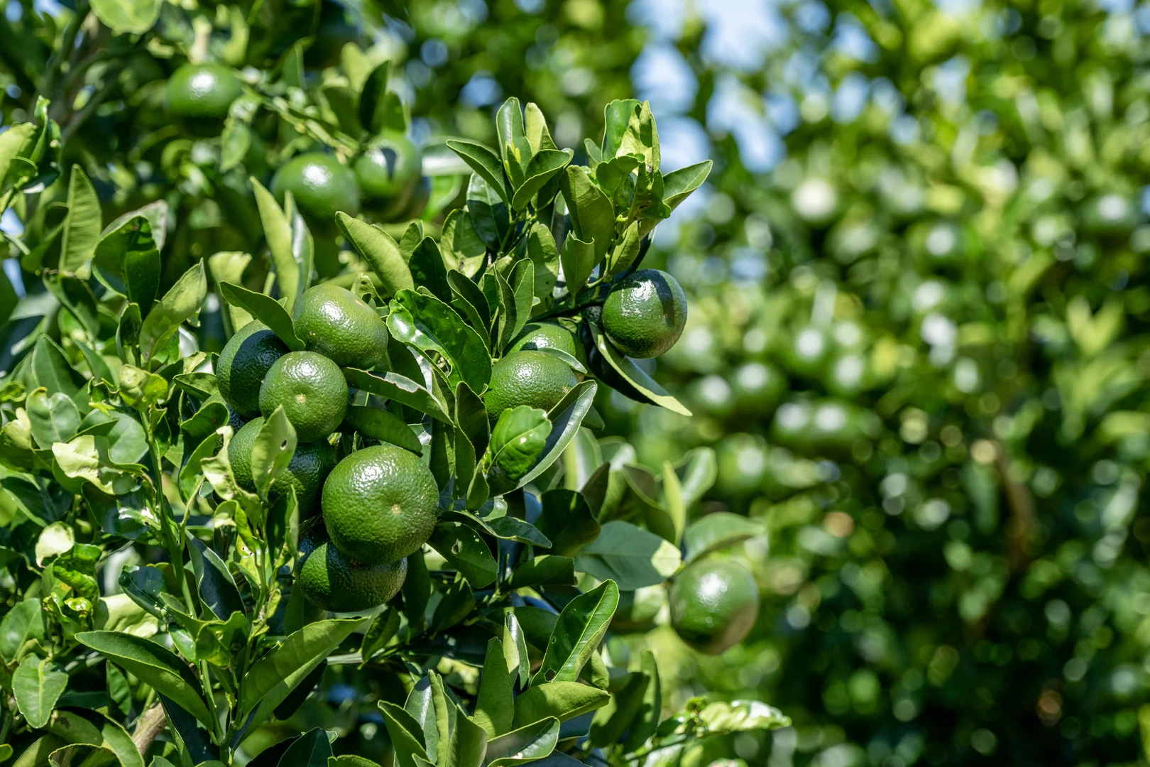 Additional image 7 of Lot 85 Glenrae Dip Road, Boynewood QLD 4626