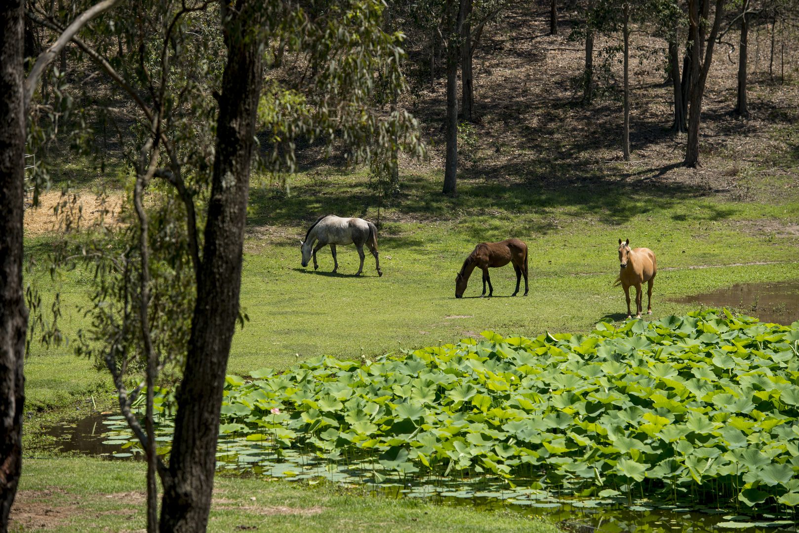 Kurwongbah QLD 4503, Image 1