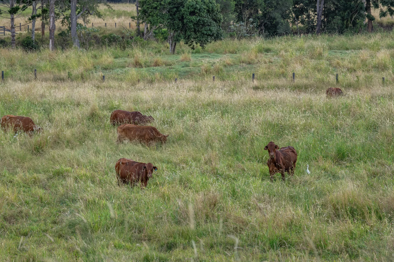 Image 44