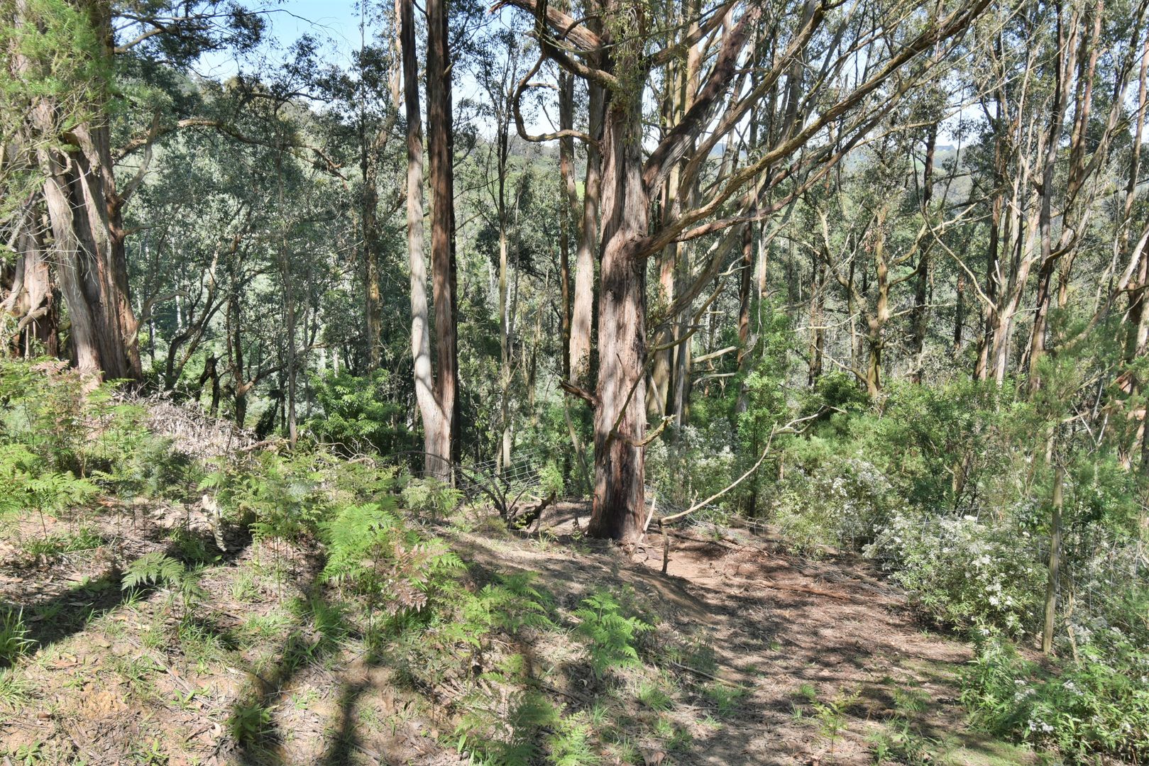 375 Mccartins Road, Turtons Creek VIC 3960, Image 1