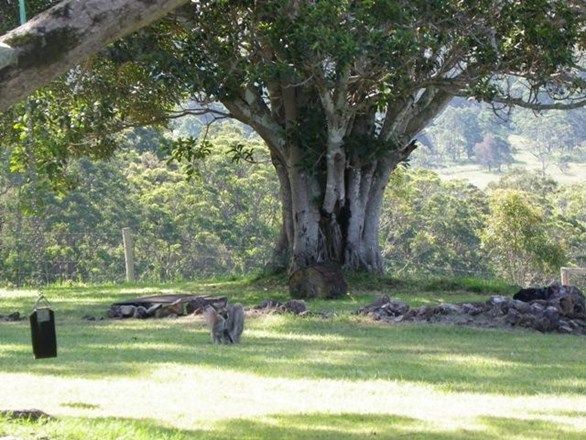 Lemon Gum Lane, PAPPINBARRA NSW 2446, Image 1