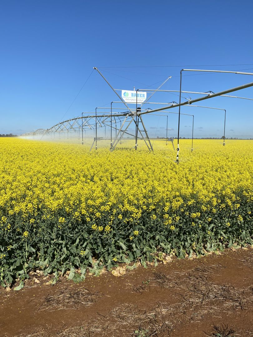 Centre Road, Moama NSW 2731 House for Sale Domain