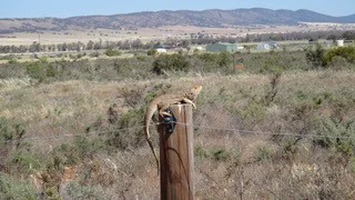 Additional image 69 of 68 Freebairn Road, Quorn SA 5433