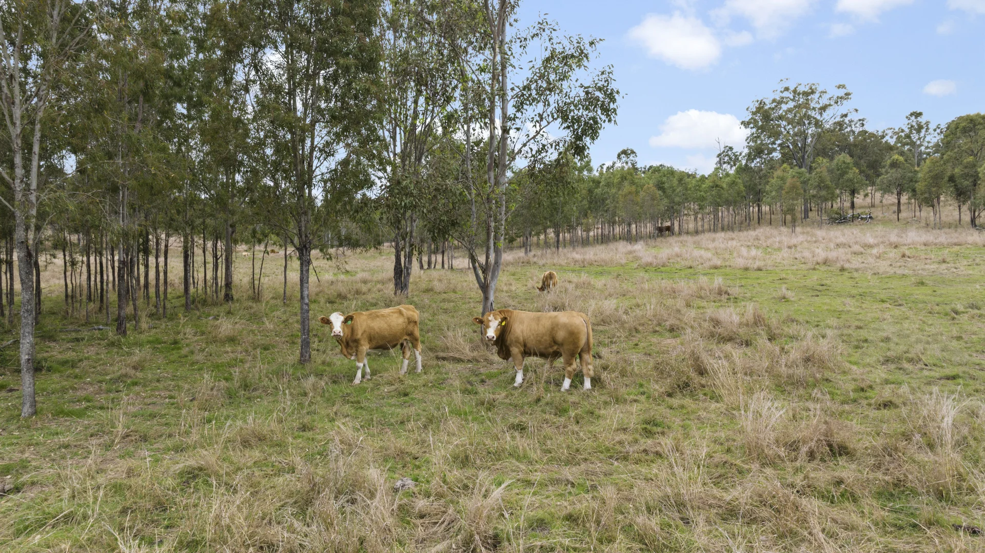 Image 25