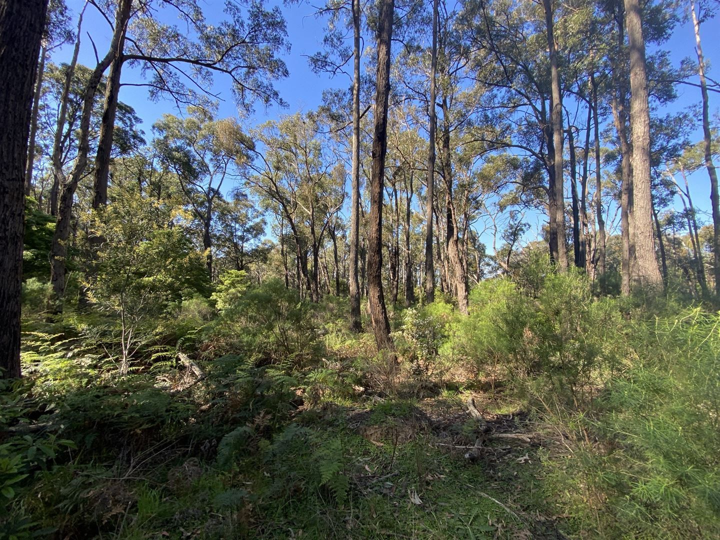 0 Whitelaws Track, Devon North VIC 3971, Image 1