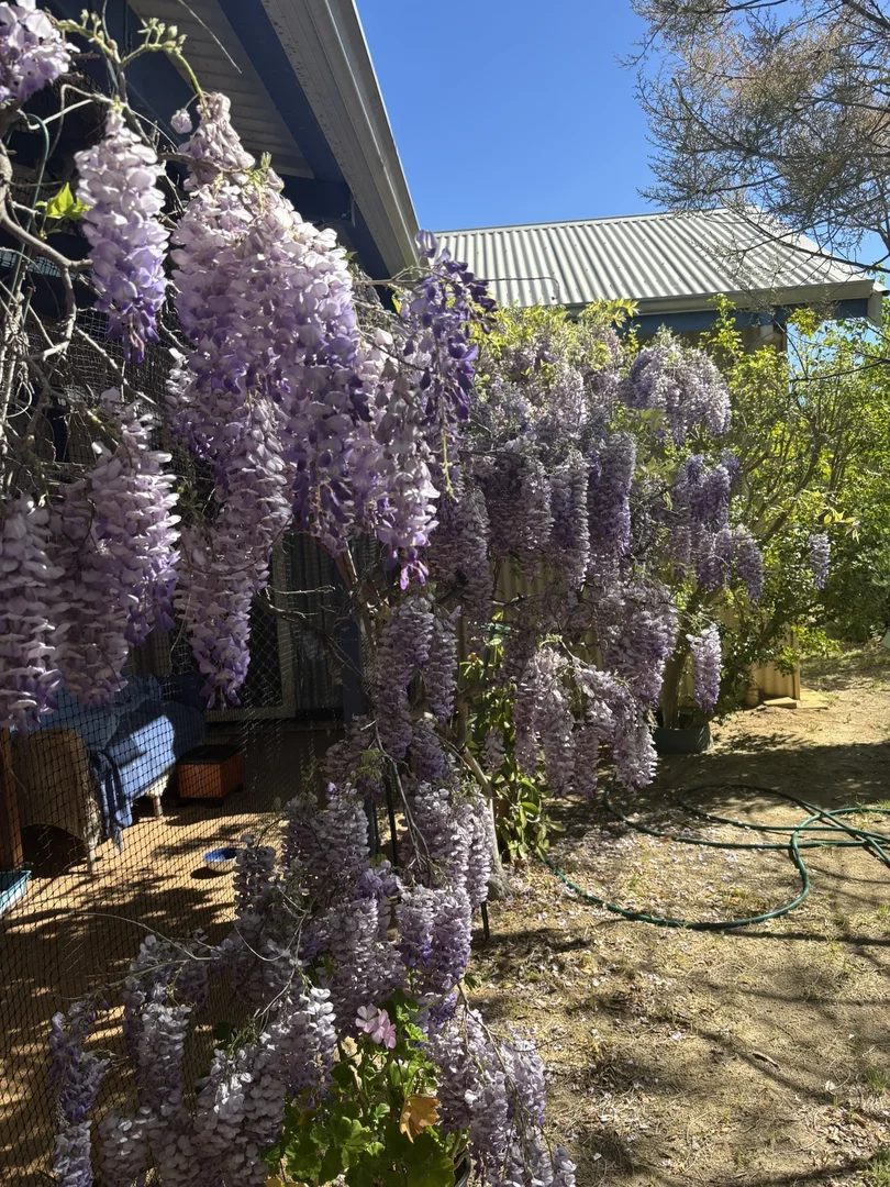 Additional image 35 of 4 Ellery Place, Toodyay WA 6566