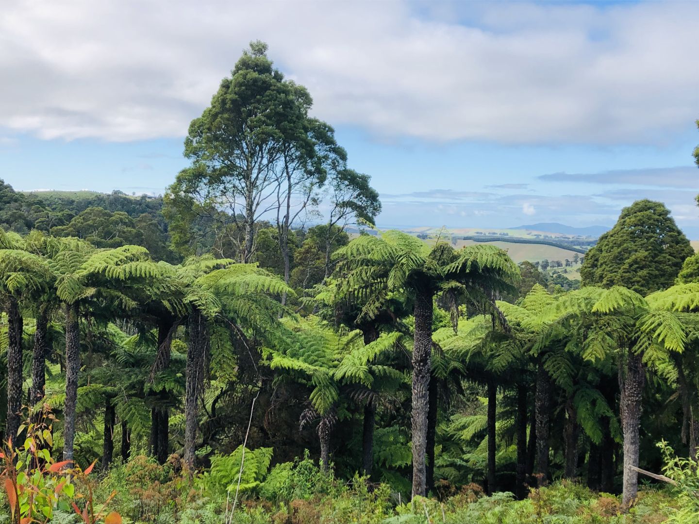 Toora VIC 3962 House for Sale 695,000 Domain