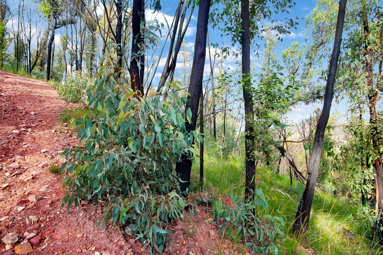 241 Reedy Creek Road, Eurobodalla NSW 2545, Image 1