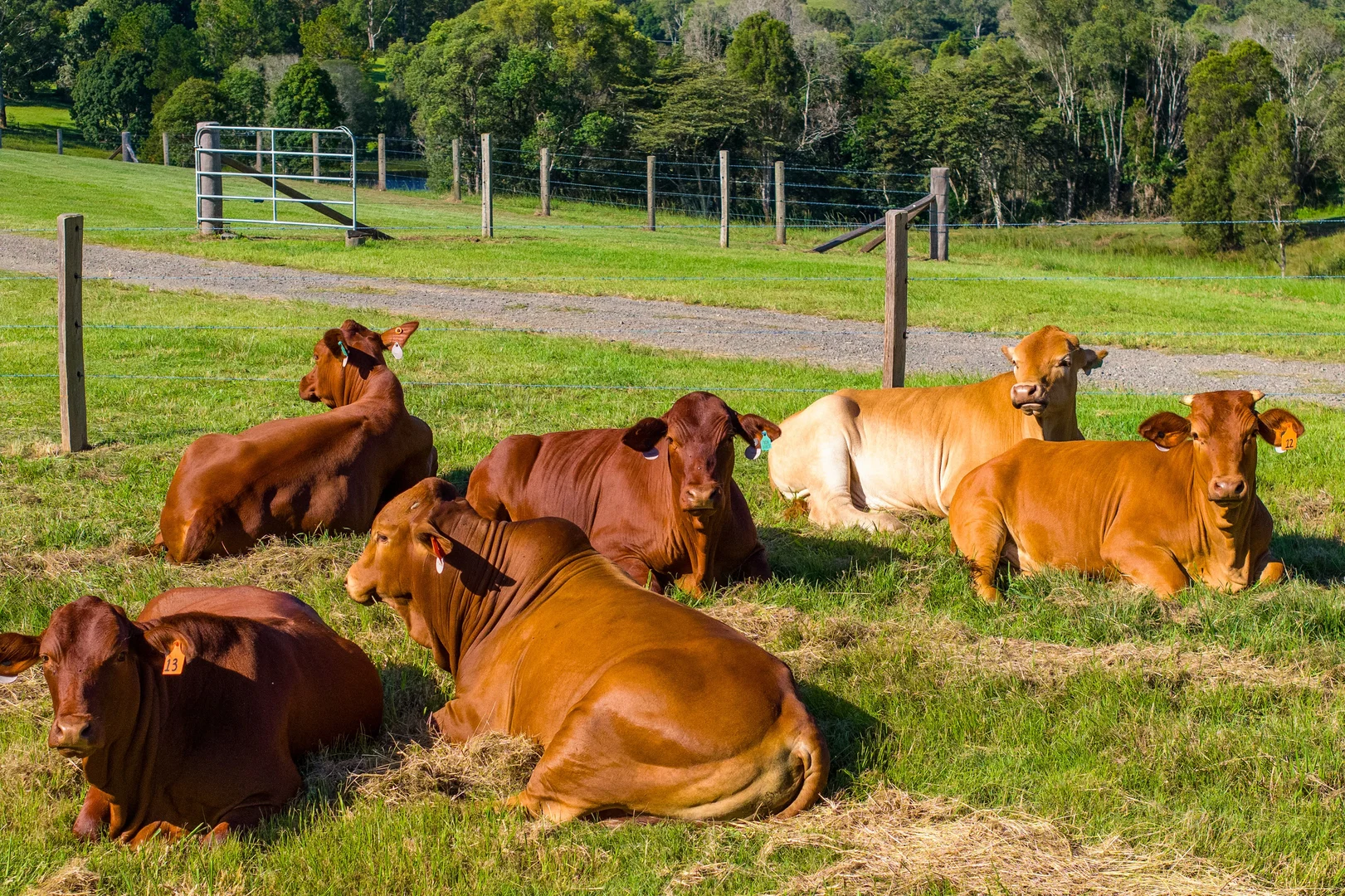 Additional image 32 of 226 Tandur Traveston Road, Traveston QLD 4570