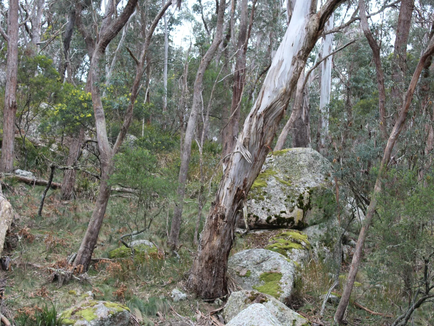 Additional image 9 of 1521 Morven Road, Dundee NSW 2370