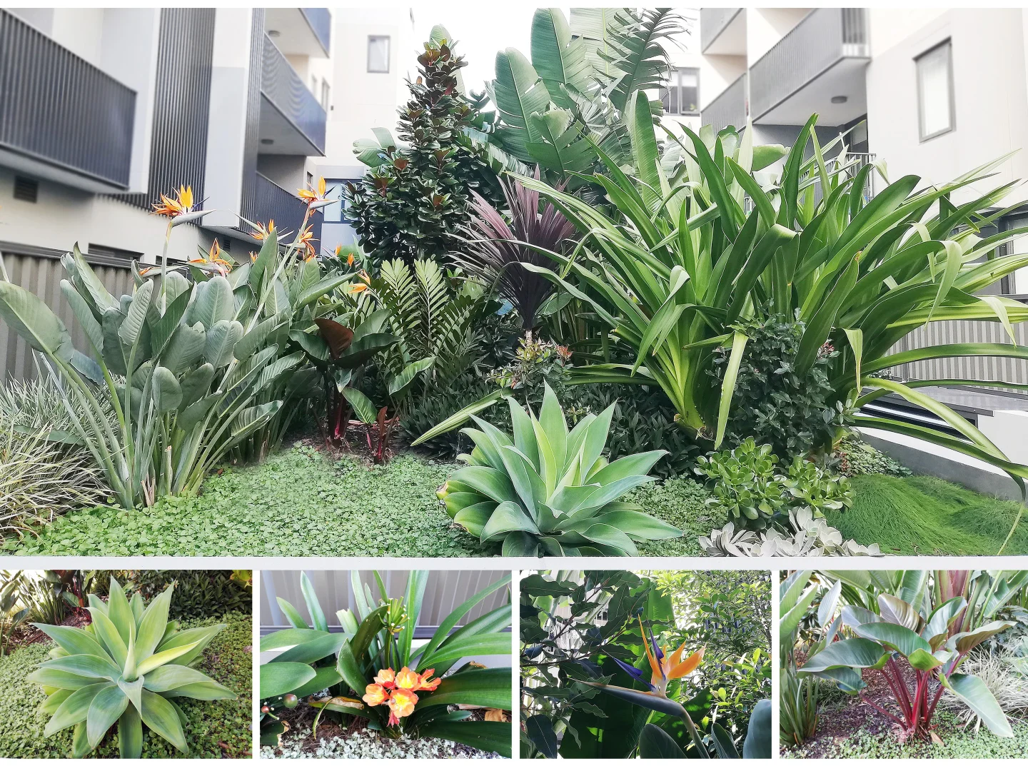 Additional image 10 of 2Bed+Study, 181/548 Canterbury Rd, Campsie NSW 2194