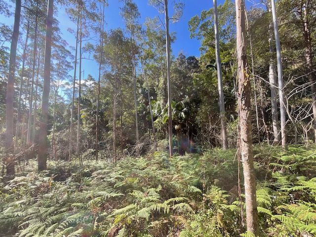 Lot 503 Cedarvale Road,, Sandy Creek QLD 4515, Image 2