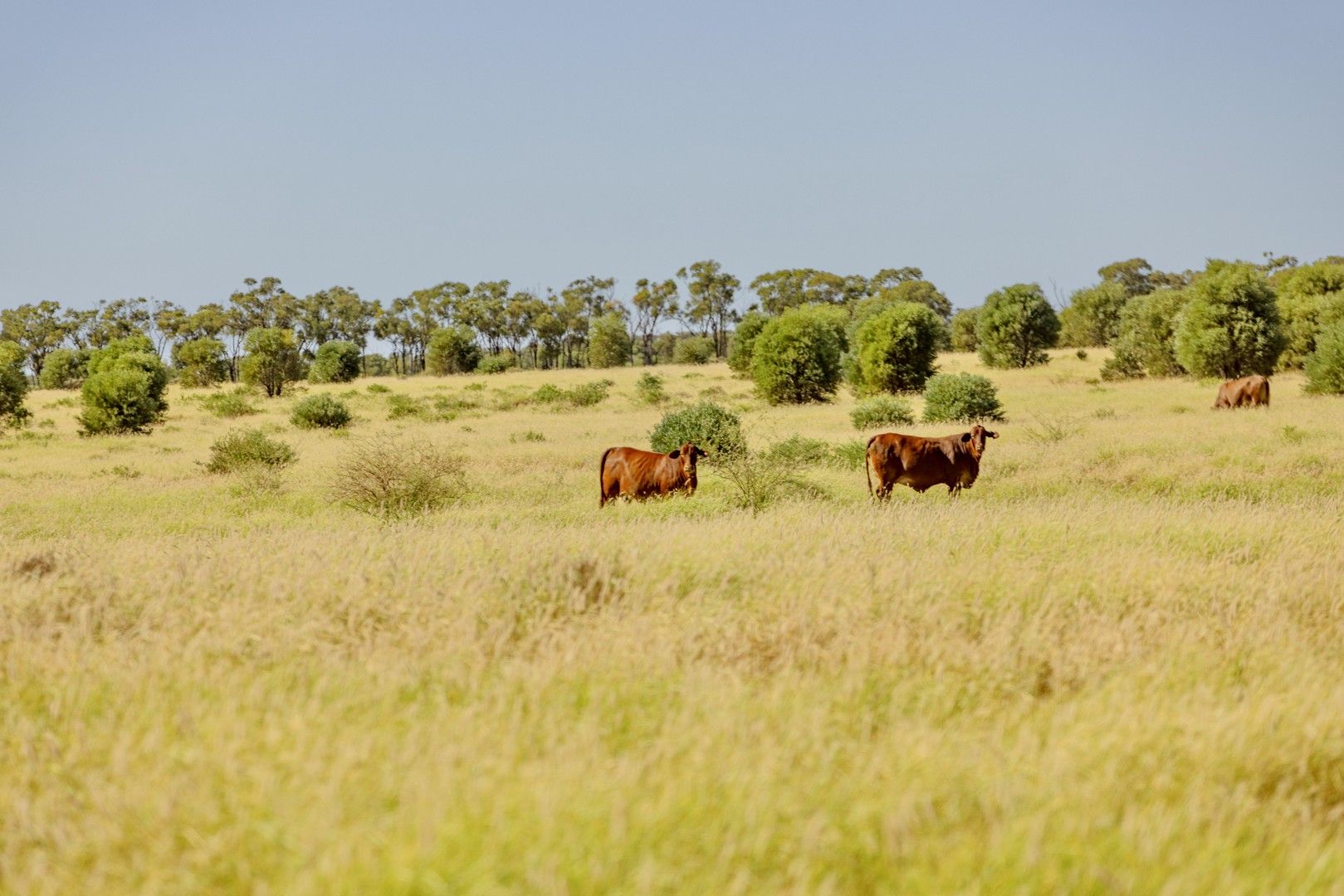 6735 Adavale Road, Blackall QLD 4472, Image 0