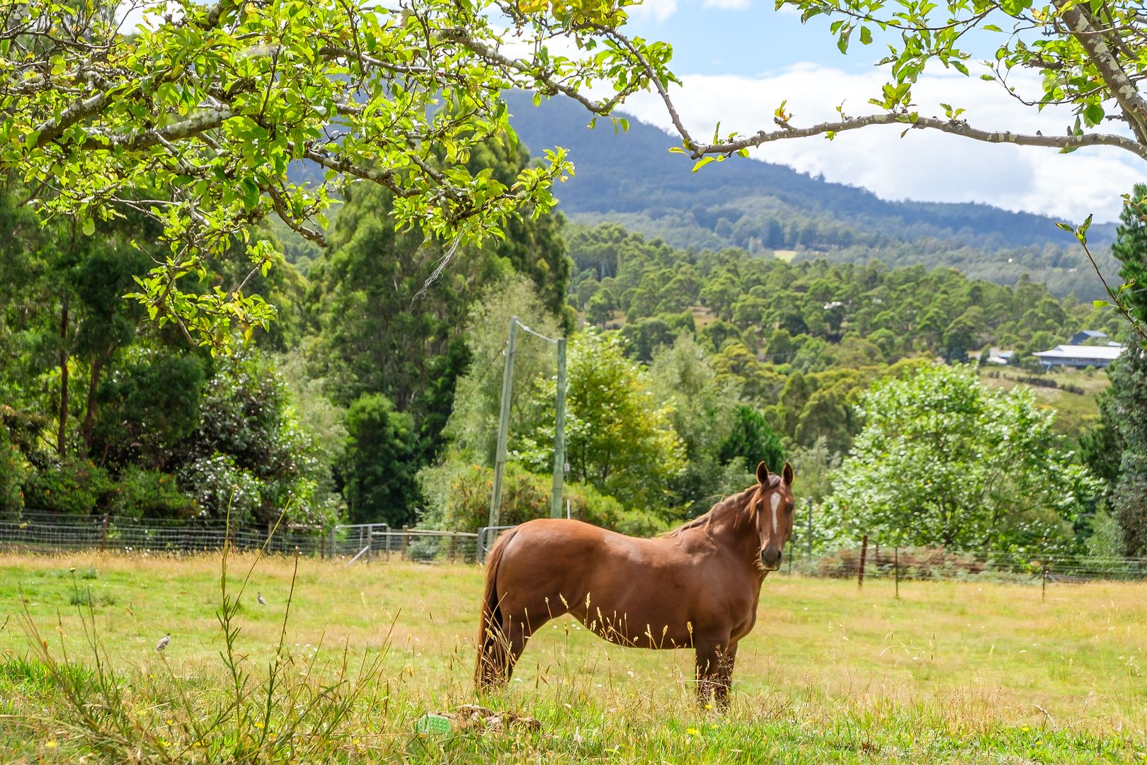 4 Combes Road, Longley TAS 7150, Image 2