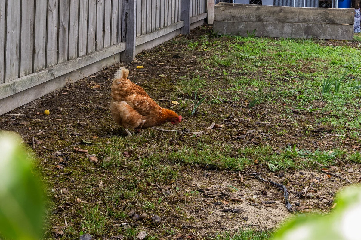 Additional image 32 of 39 Ireland Street, Smythesdale VIC 3351