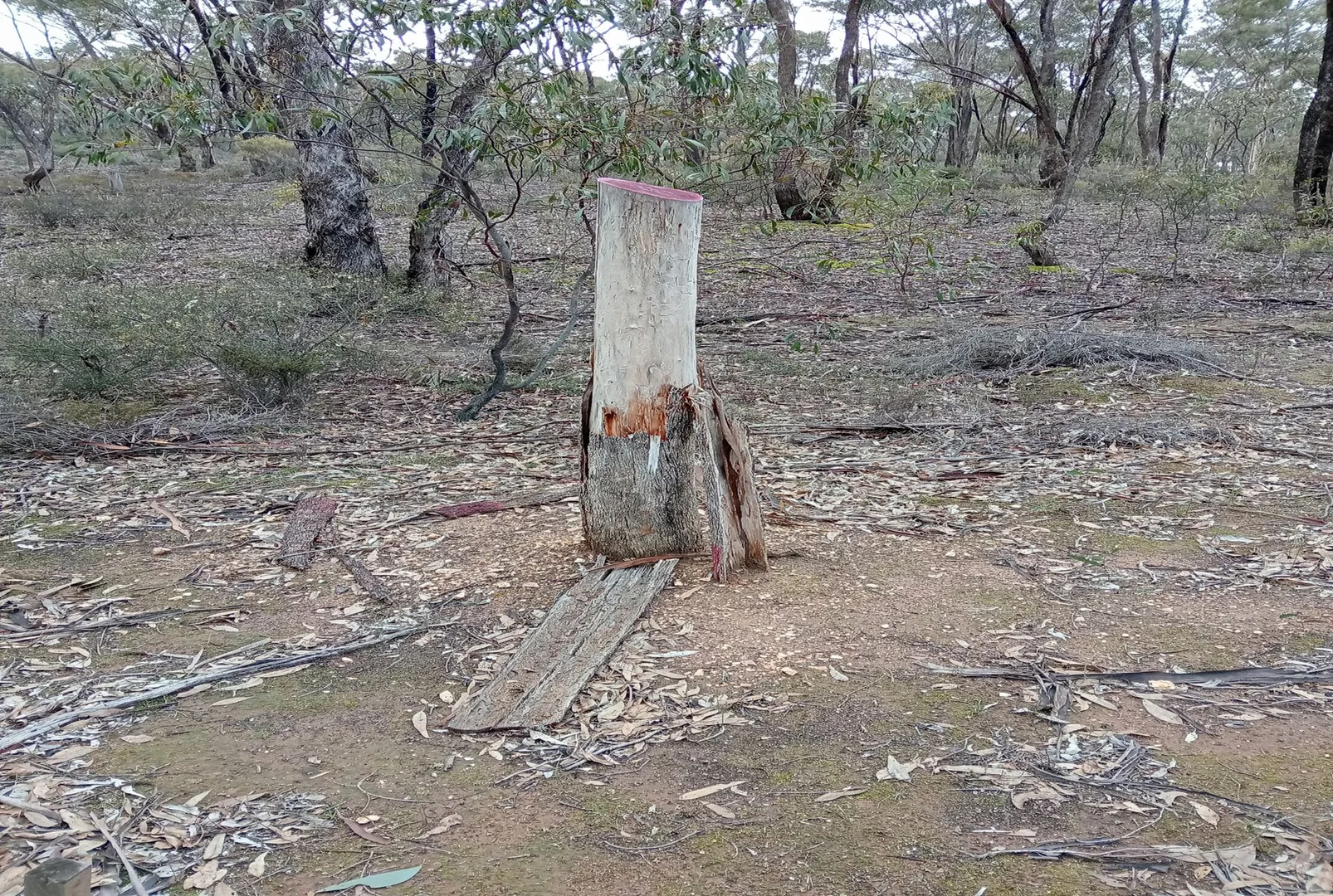 Image 15