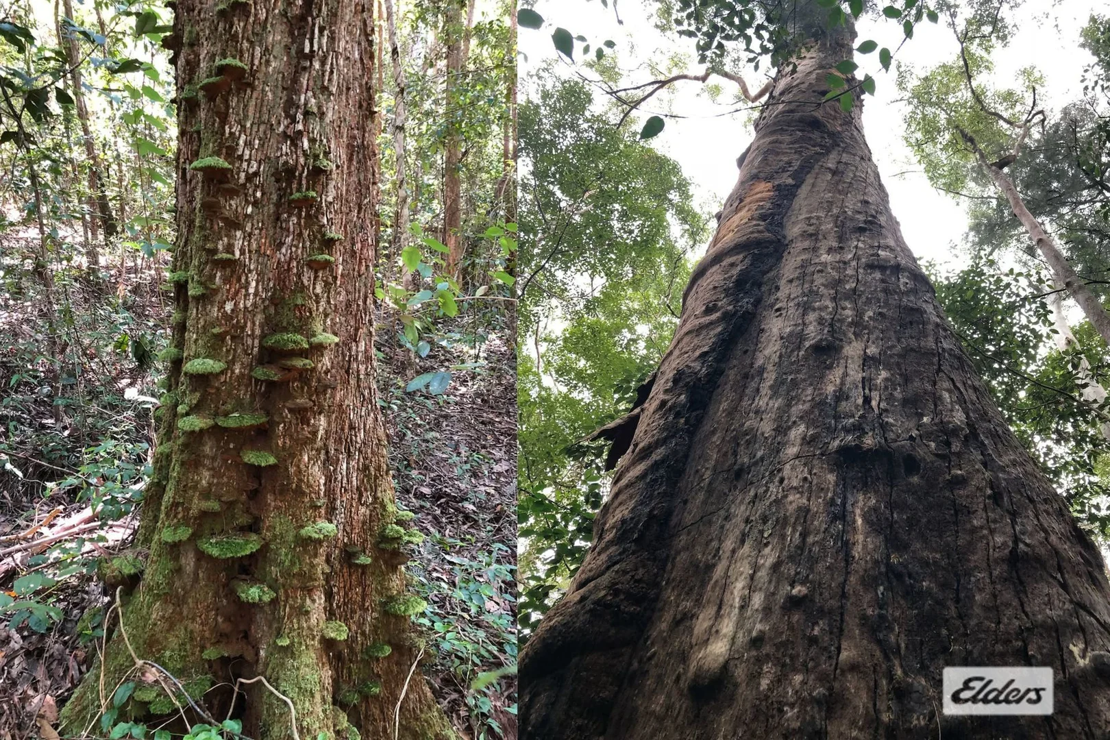 Additional image 12 of 210 Doon Doon Road, Doon Doon NSW 2484