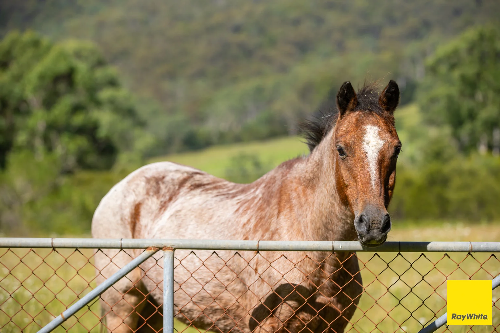 Additional image 14 of 126 Cross Street, Dorrigo NSW 2453