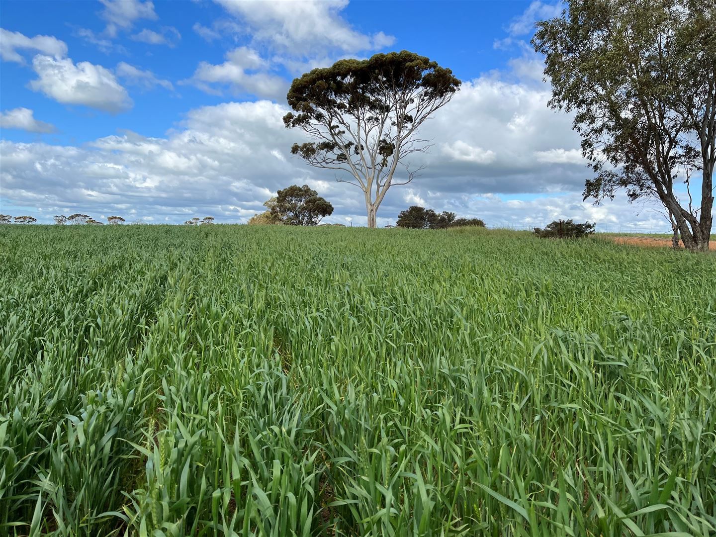 . 'Meadowcroft', Cunderdin WA 6407, Image 0